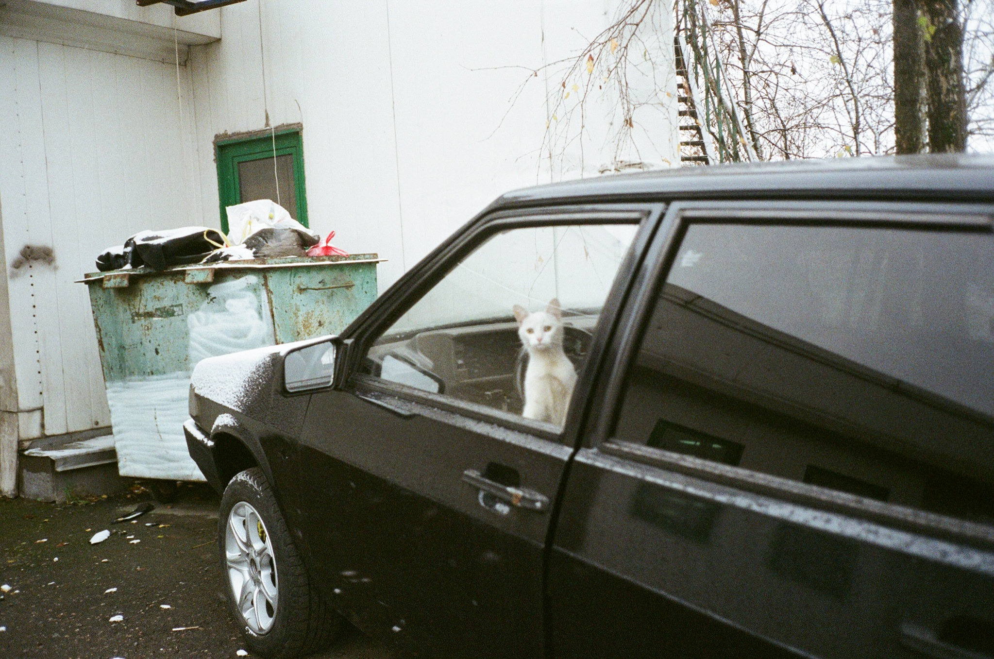 A white cat looking out from the window of a black car in the rain