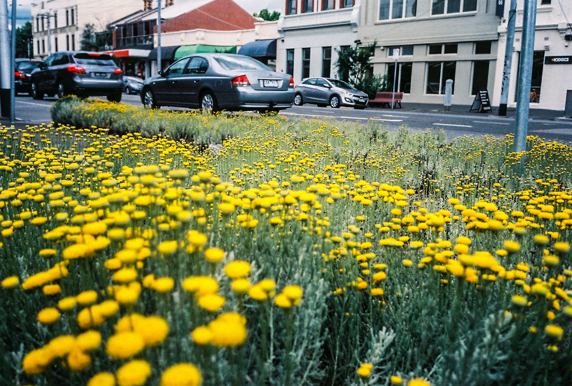 Yellow button flowers in a median strip with parked cars behind